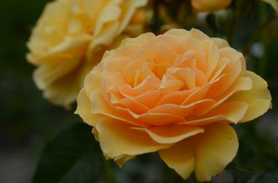 Close-up of yellow rose