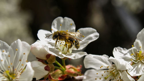 Close-up of bee pollinating flower