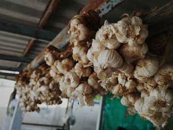 Close-up of wilted flower for sale in market