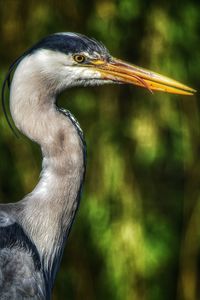 Cheeky grey heron with his tongue sticking out
