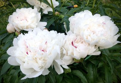 Close-up of white roses