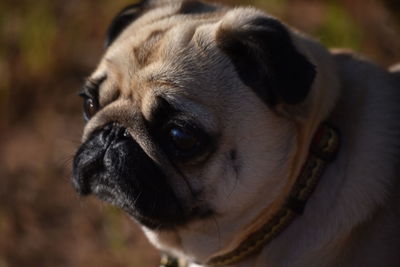 Close-up of a dog looking away