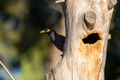 Close-up of bird perching on tree trunk