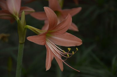 Close-up of red lily blooming outdoors