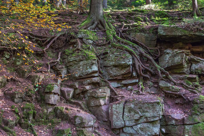 Close-up of tree roots in forest