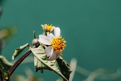 Close-up on white flowering plant