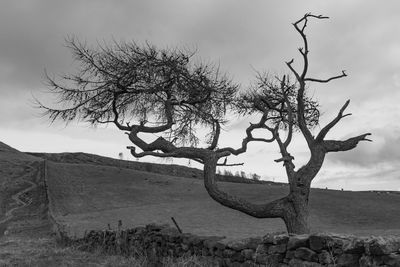 Bare tree on landscape against sky