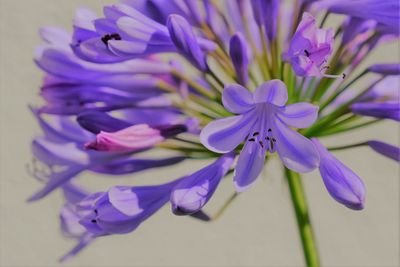 Close-up of purple flowering plant