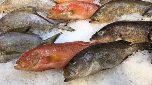 High angle view of fish on ice at market for sale