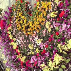 Full frame of flowers