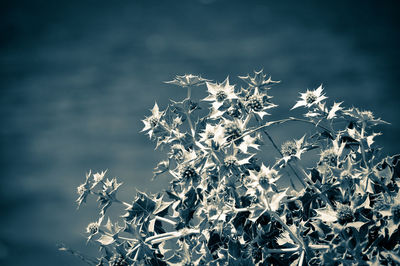 Close-up of flower tree against sky