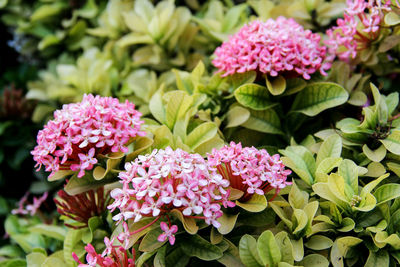 Close-up of pink flowers in park