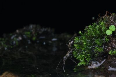 Close-up of plant growing on field at night