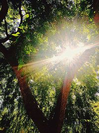 Sun shining through trees