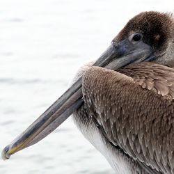 Close-up of a bird