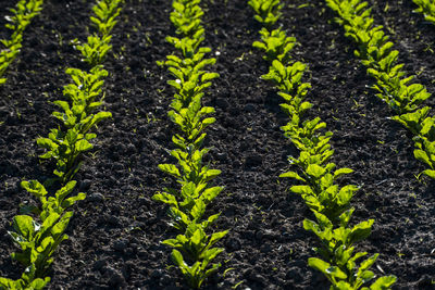 Full frame shot of plants