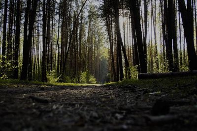 Trees growing in forest