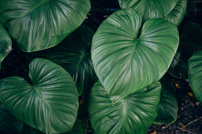 High angle view of leaves