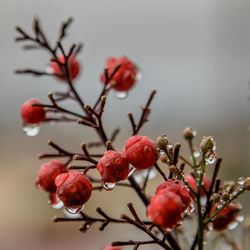 Close-up of raindrops on red berries growing on plant