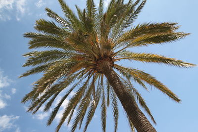 Low angle view of palm tree against sky