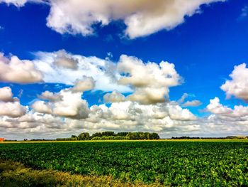 Scenic view of field against sky