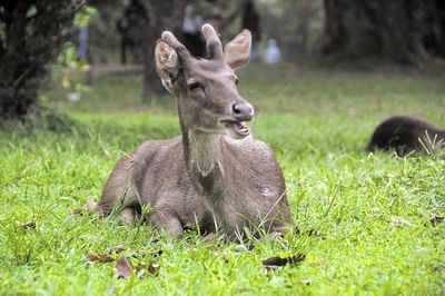 Deer in a field