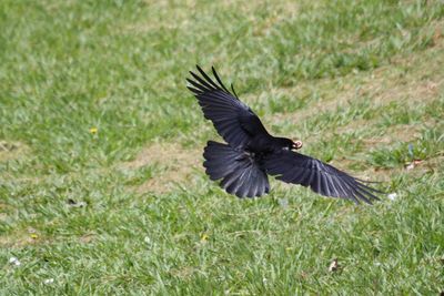 Bird flying over grassy field