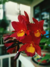 Close-up of red flower growing on plant