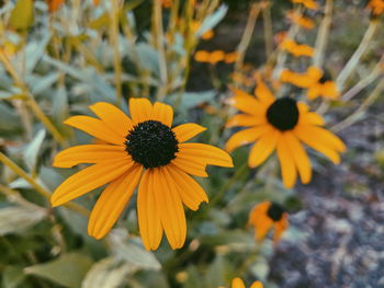 Yellow flowers blooming on field