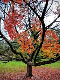 Low angle view of tree against sky during autumn