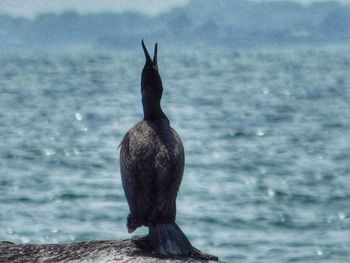 View of an animal against the sky