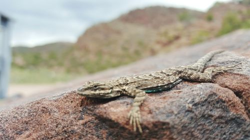 Close-up of lizard on mountain