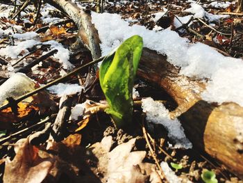 High angle view of snow on plants
