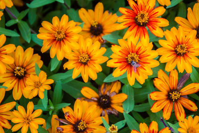 High angle view of yellow flowering plants in park