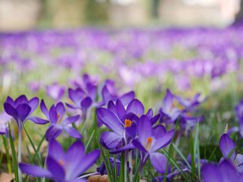 Close-up of purple crocus blooming outdoors