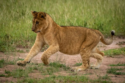 Lion cub playing on field