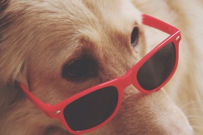 Close-up portrait of dog by sunglasses