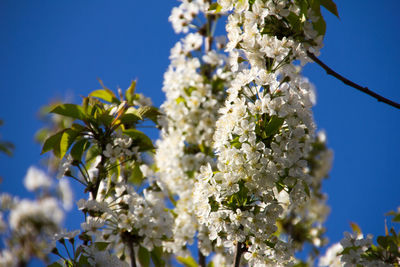 Low angle view of white flowers blooming on tree against sky