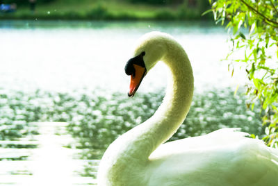 Close-up of swan on lake