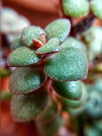 Close-up of water drop on leaf