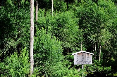 Trees in forest