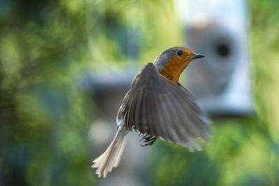 Close-up of a bird flying