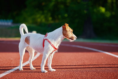 Dog walking at stadium track