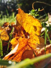 Close-up of yellow leaf on plant