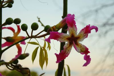 Close-up of pink day lily blooming against sky