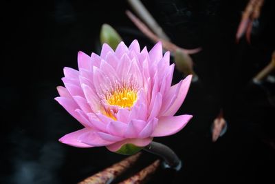 Close-up of lotus water lily in pond