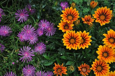 High angle view of purple flowering plants