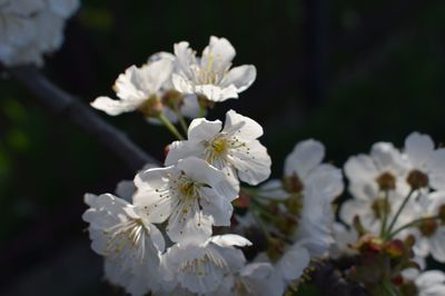 Close-up of apple blossoms in spring