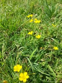 Close-up of yellow flowering plants on field