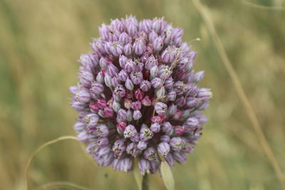 Close-up of purple flowering plant in field